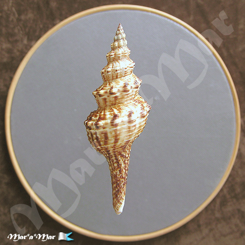 Alternative view of Goniofusus brasiliensis (Grabau, 1904)