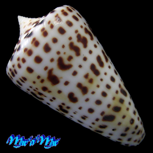 Alternative view of Conus spurius atlanticus Clench, 1942