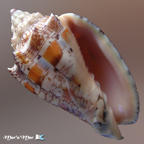 Voluta ebraea Linnaeus, 1758