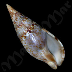 Colubraria procera (Sowerby, 1832)