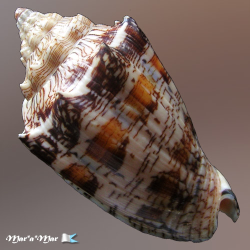 Voluta ebraea Linnaeus, 1758 - Image 2