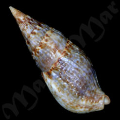 Colubraria procera (Sowerby, 1832) - Imagem 2