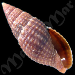 Mitra nodulosa Gmelin, 1791