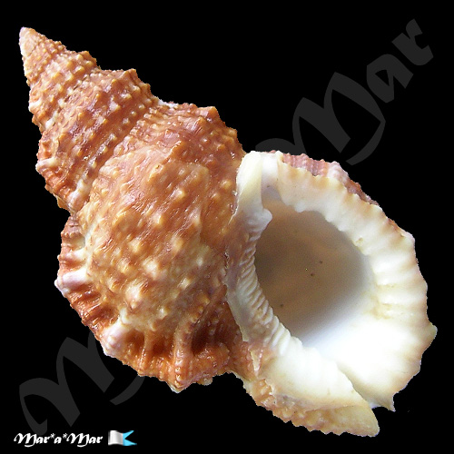 Bursa granularis Roding, 1798