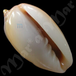 Prunum marginatum (Born,1778)