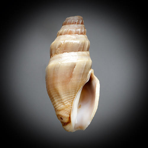 Crassispira oliva Rolán & Otero-Schimitt, 1996