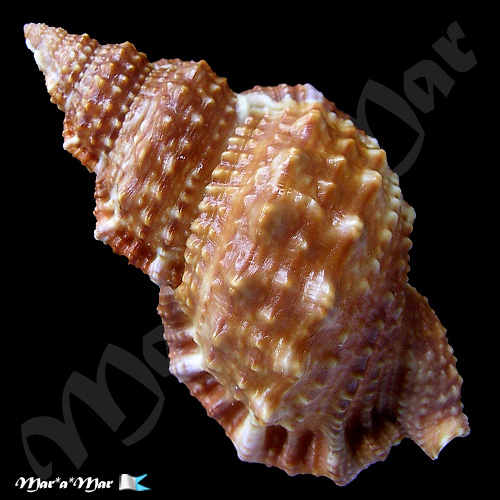 Alternative view of Bursa granularis Roding, 1798