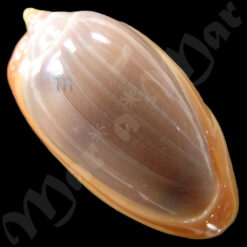 Alternative view of Prunum marginatum (Born,1778)