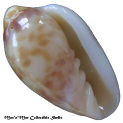 Prunum fulminatum (Kiener, 1841)