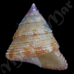 Calliostoma sp.