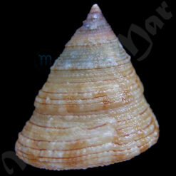 Calliostoma sp. - Imagem 2