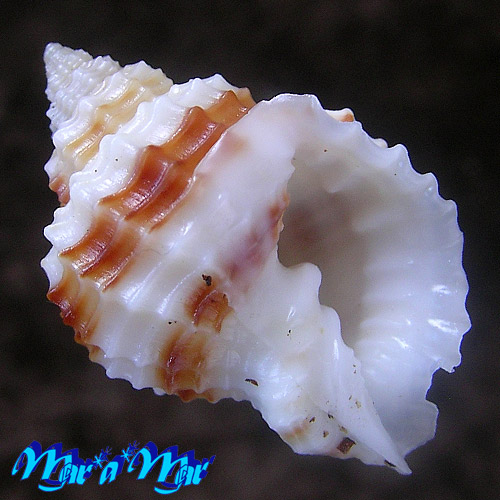 Cancellaria similis Sowerby, 1837