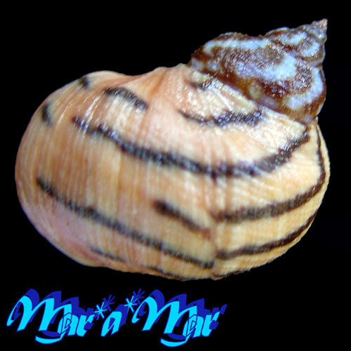 Alternative view of Littorina zebra Donovan, 1825