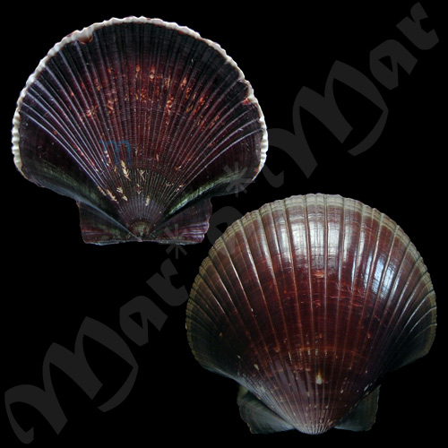 Pecten ziczac (Linnaeus, 1758)
