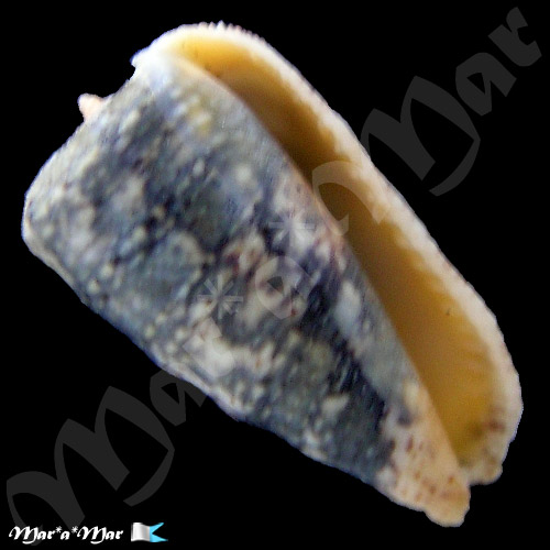 Morum tuberculosum Reeve, 1842