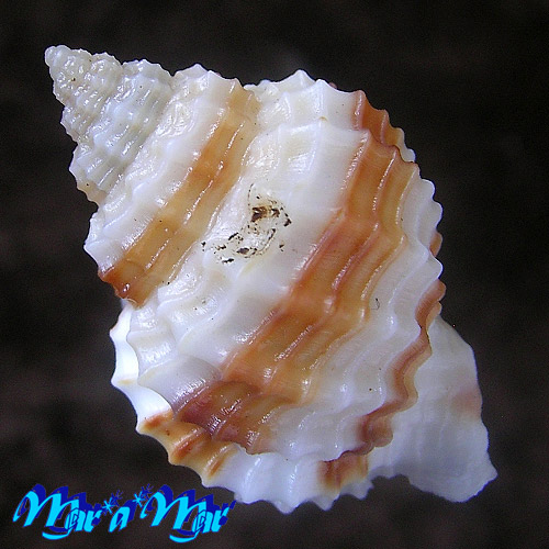 Alternative view of Cancellaria similis Sowerby, 1837