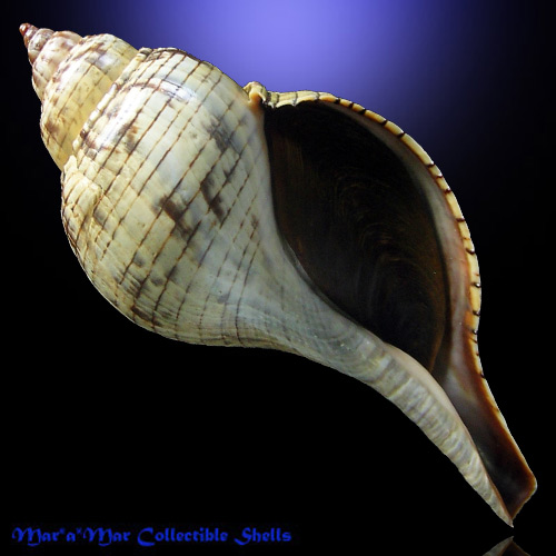 Fasciolaria tulipa hollisteri Weisbord, 1962