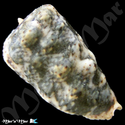 Morum tuberculosum Reeve, 1842 - Imagem 2