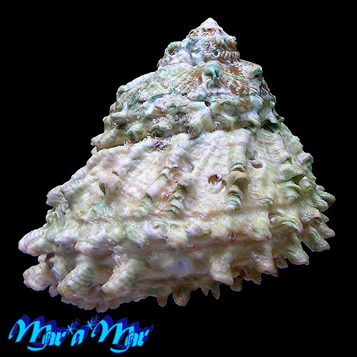 Astraea caelata (Gmelin, 1791) - Image 2