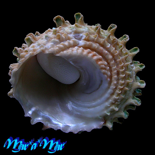 Astraea caelata (Gmelin, 1791) - Image 3