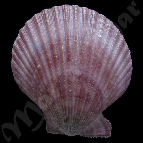 Mimachlamys sanguinea (Linnaeus, 1758)