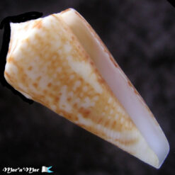 Conus sp.
