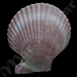 Alternative view of Mimachlamys sanguinea (Linnaeus, 1758)