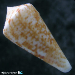 Conus sp. - Imagem 2
