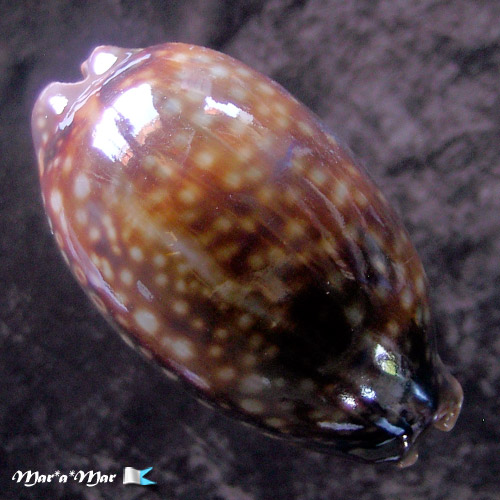 Macrocypraea zebra Linnaeus, 1758