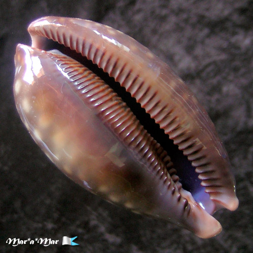 Macrocypraea zebra Linnaeus, 1758 - Imagem 2