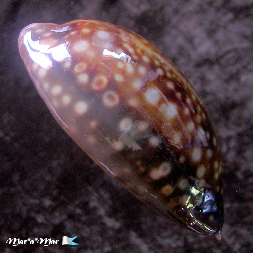 Macrocypraea zebra Linnaeus, 1758 - Imagem 3