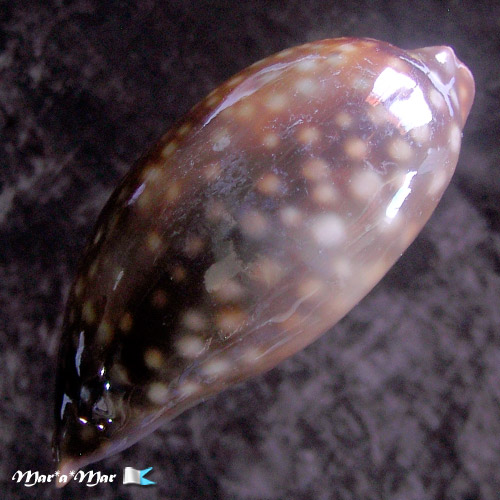 Macrocypraea zebra Linnaeus, 1758 - Imagem 4