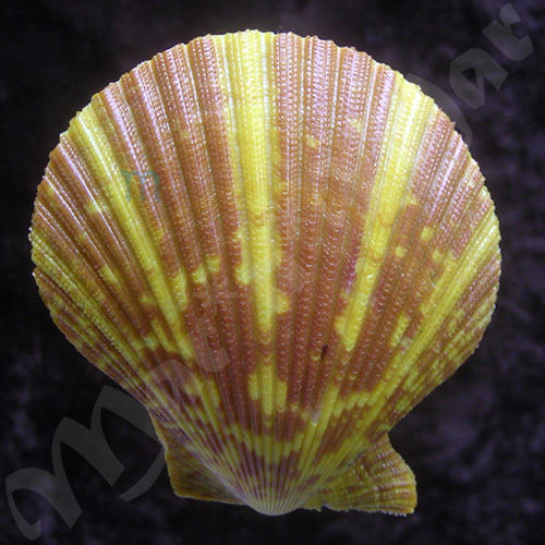 Mimachlamys pseudolima (G. B. Sowerby, II, 1842)