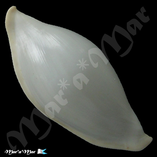 Alternative view of Pseudocyphoma intermedium (Sowerby, 1828)