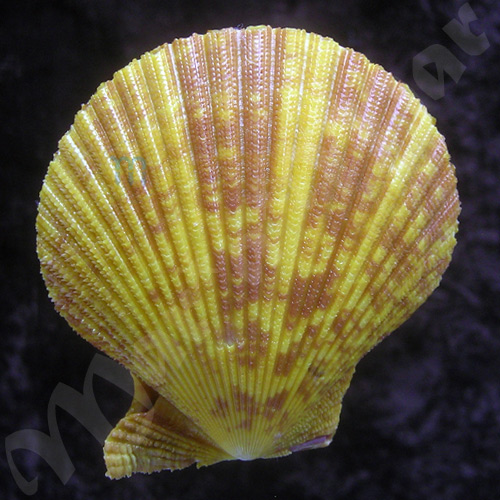 Mimachlamys pseudolima (G. B. Sowerby, II, 1842) - Imagem 2