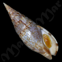 Colubraria procera (Sowerby, 1832)