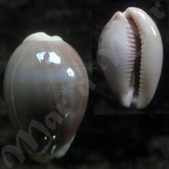 Cypraea (Luria) cinerea cinerea Gmelin, 1791