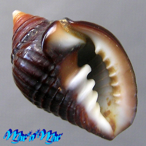 Zierliana ziervogelli Gmelin, 1791