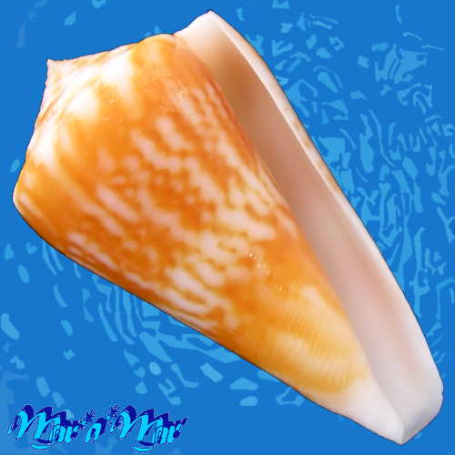 Conus clenchi Martins, 1945