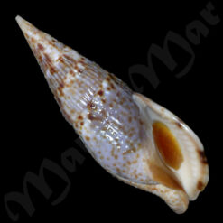 Colubraria procera (Sowerby, 1832)