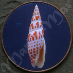 Mitra mitra (Linnaeus, 1758)