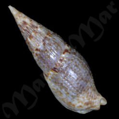 Colubraria procera (Sowerby, 1832) - Imagem 2