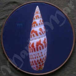 Mitra mitra (Linnaeus, 1758) - Image 2
