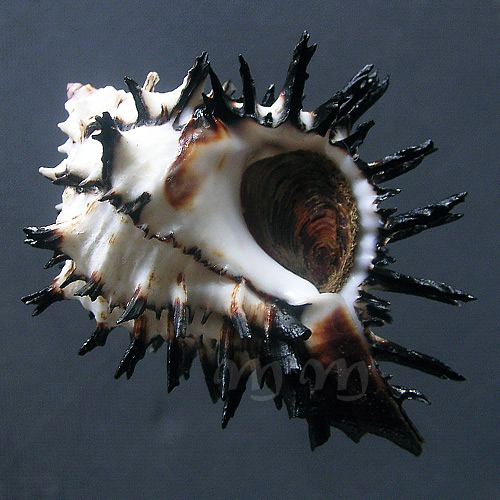 Muricanthus callidinus Gmelin,1791