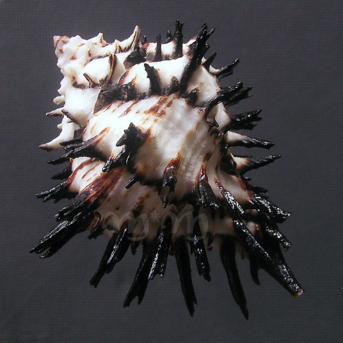 Muricanthus callidinus Gmelin,1791 - Imagem 2