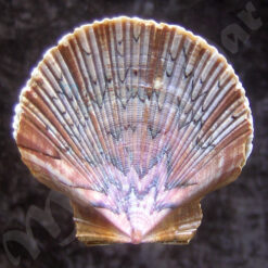 Euvola ziczac (Linnaeus, 1758)