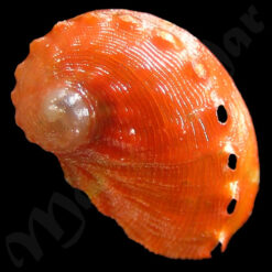 Haliotis aurantium Simone, 1998