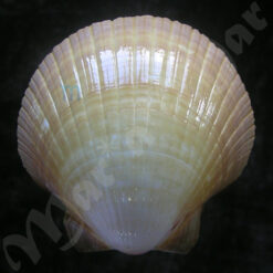 Alternative view of Euvola ziczac (Linnaeus, 1758)