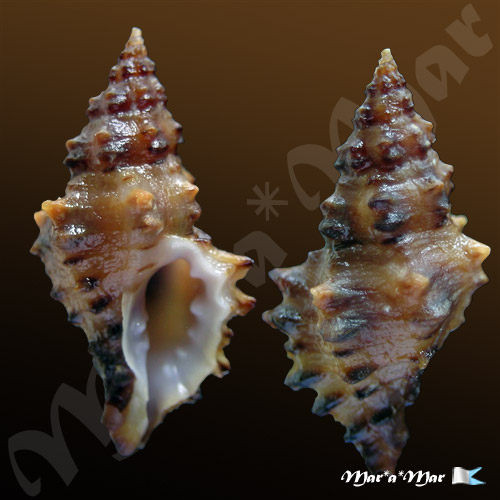 Muricopsis necocheanus (Pilsbry, 1900)