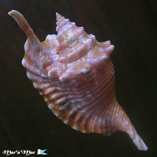 Strombus gallus Linnaeus, 1758